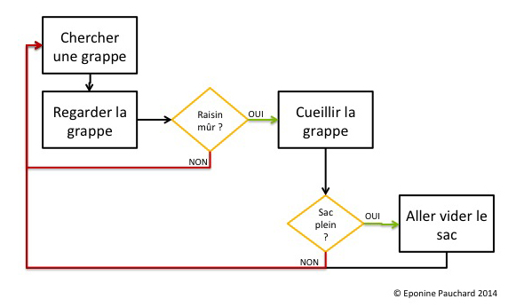 Diagramme qui illustre les décisions: Chercher une grappe puis regarder la grappe. Est-ce que le raisin est mûr? si non, reprendre au début, si oui cueillir la grappe. Est-ce que le sac est plein? si oui aller vider le sac et recommencer au début, sinon recommencer au début.