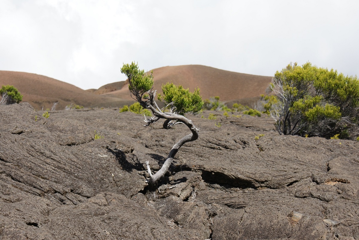 Resilience: Are you ready for new challenges?